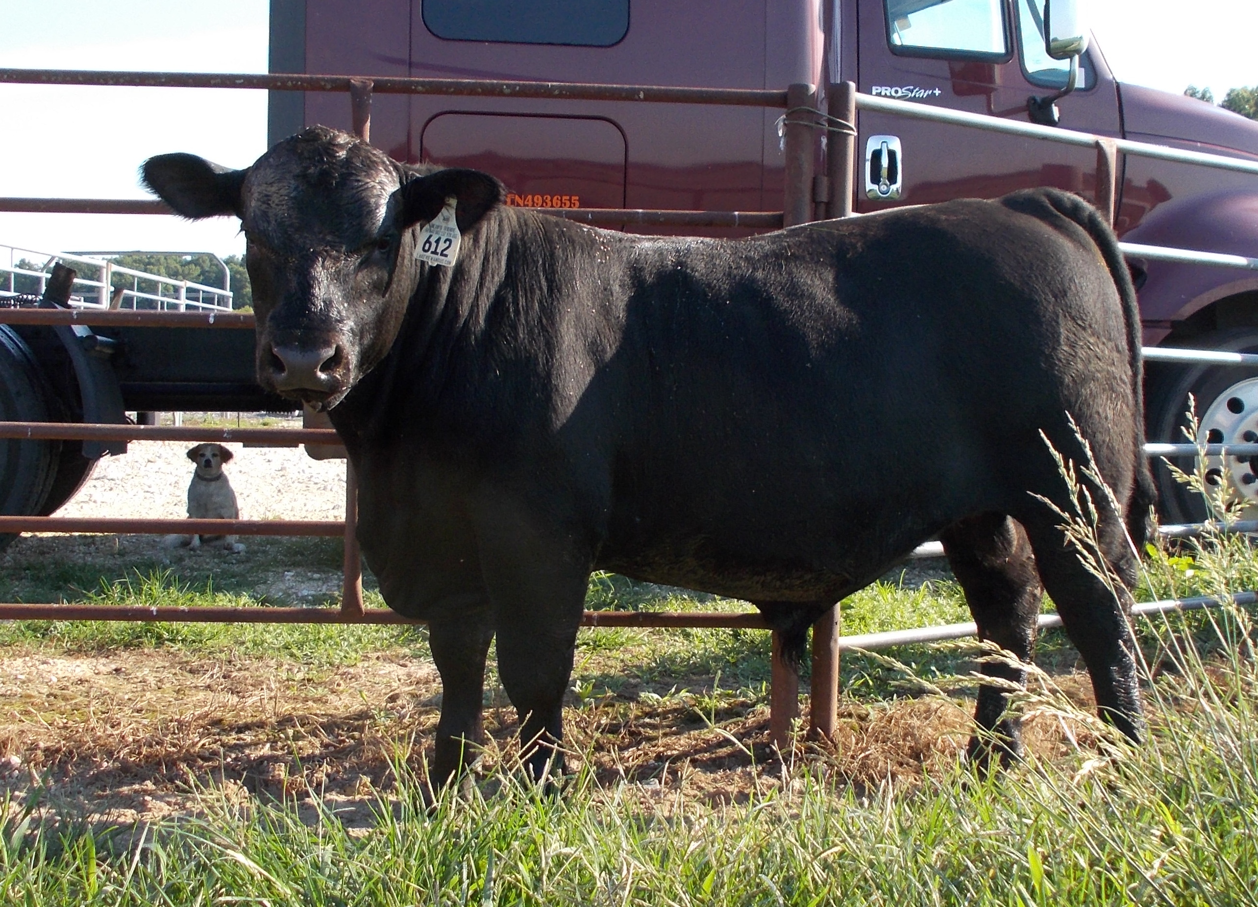 bull612.JPG
